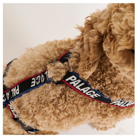 Palace BASICALLY A DOG HARNESS BLACK / MULTI - Style 6