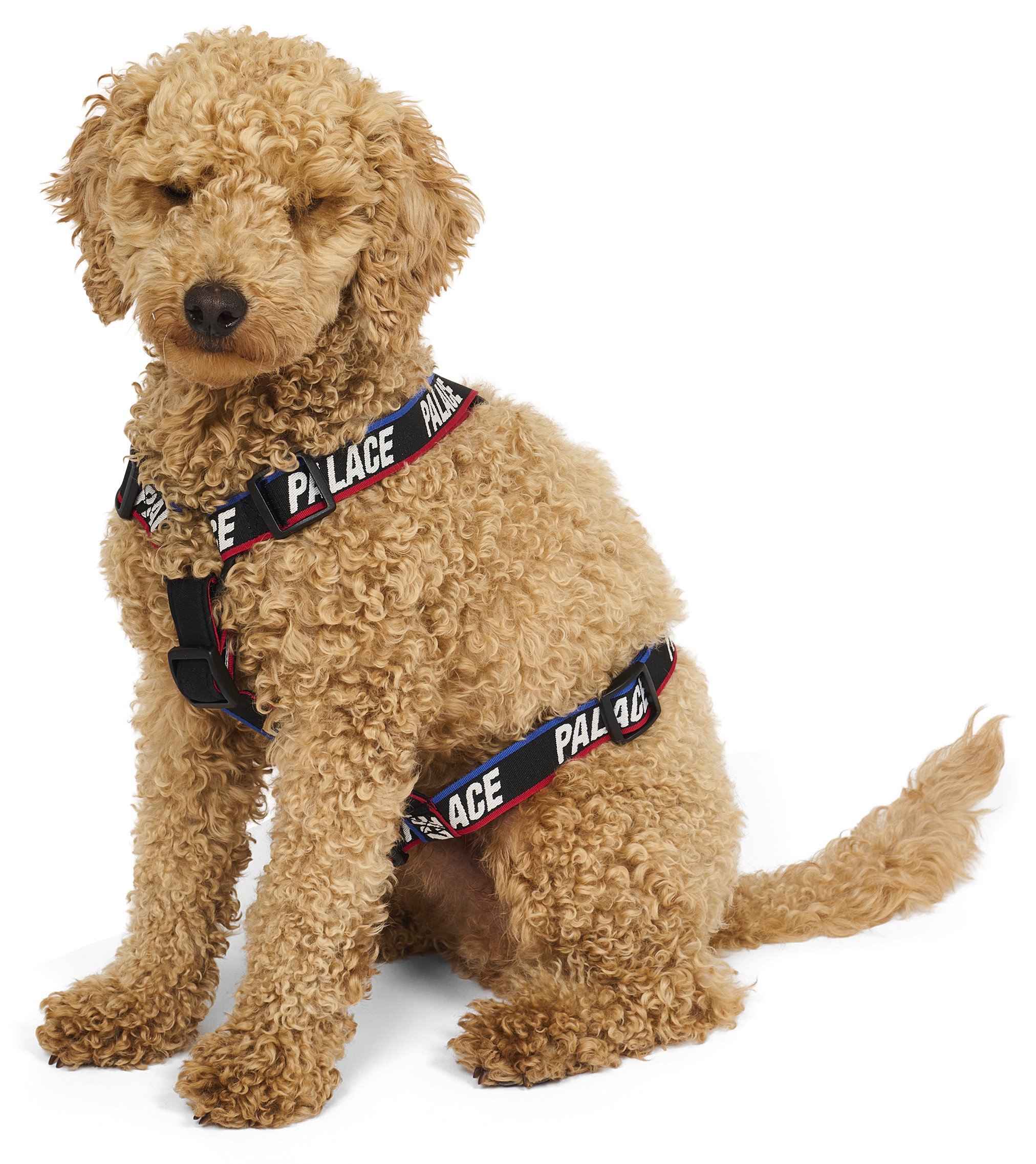 BASICALLY A DOG HARNESS BLACK / MULTI - PalaceCommunity